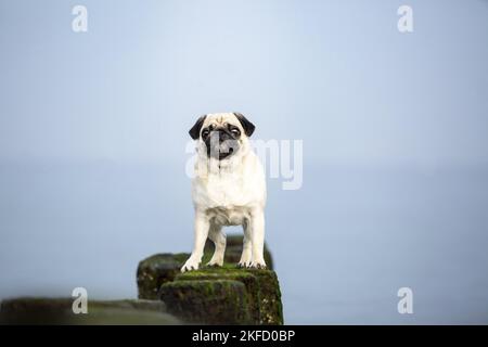 Pug on the Baltic Sea Stock Photo