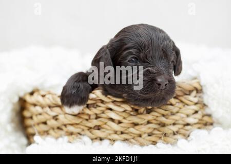 brown Labradoodle puppy Stock Photo