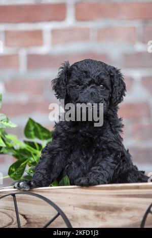 Labradoodle puppy Stock Photo