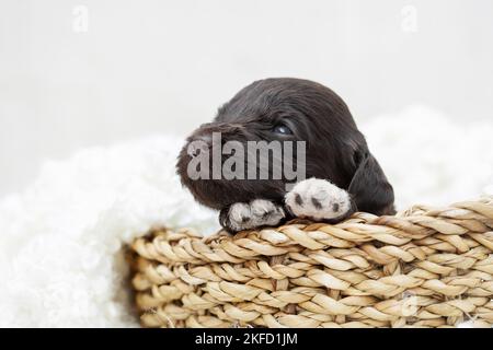 brown Labradoodle puppy Stock Photo