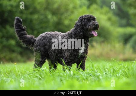 Labradoodle on meadow Stock Photo