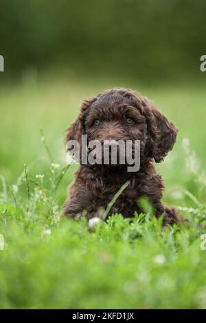 brown Labradoodle puppy on meadow Stock Photo