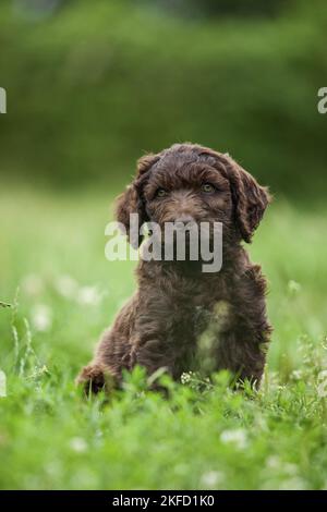 brown Labradoodle puppy on meadow Stock Photo