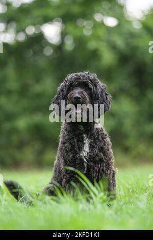 Labradoodle on meadow Stock Photo