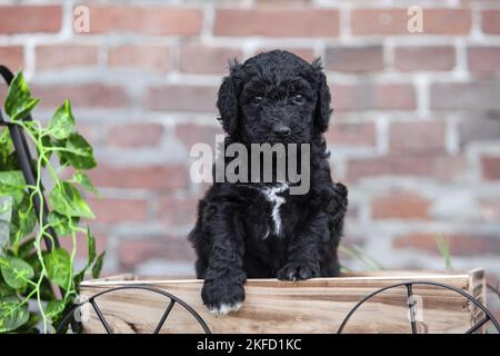 Labradoodle puppy Stock Photo