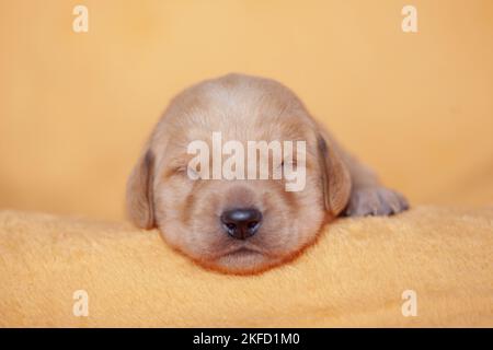 yellow Labradoodle puppy Stock Photo
