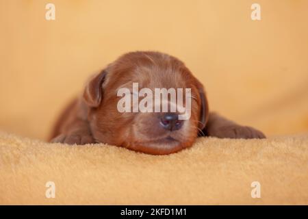 yellow Labradoodle puppy Stock Photo