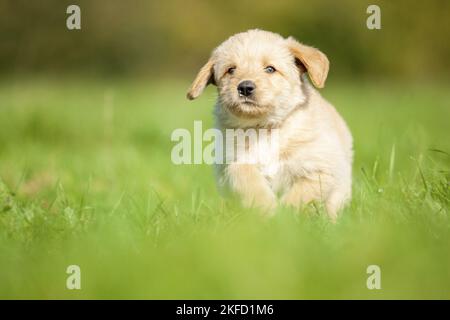 Labradoodle puppy on meadow Stock Photo