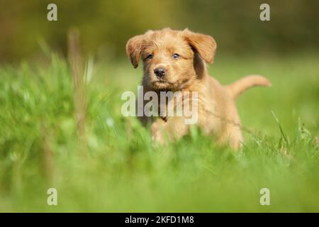 Labradoodle puppy on meadow Stock Photo