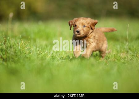Labradoodle puppy on meadow Stock Photo