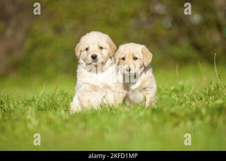 Labradoodles on meadow Stock Photo