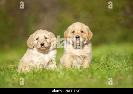 Labradoodles on meadow Stock Photo