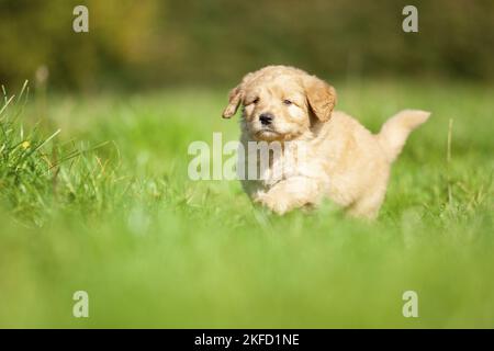 Labradoodle puppy on meadow Stock Photo