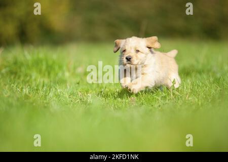 Labradoodle puppy on meadow Stock Photo