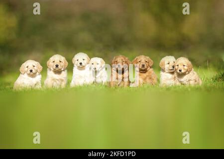 Labradoodles on meadow Stock Photo