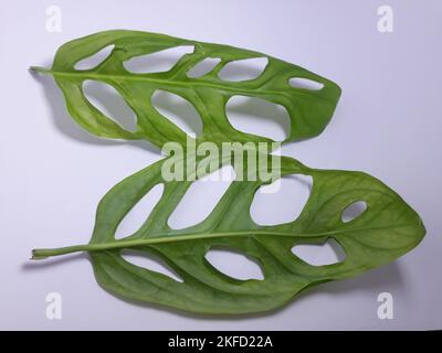 Close up isolated on white janda bolong or Monstera adansonii leaf Stock Photo