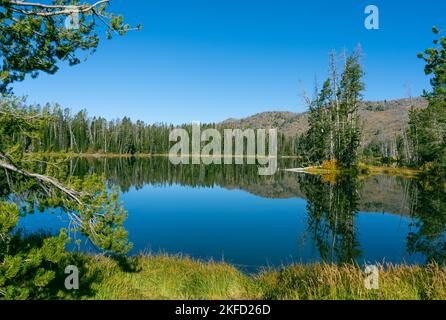 Water reflections show off the surrounding forest of trees and land at Sylvan Lake in Yellowstone National Park. Stock Photo