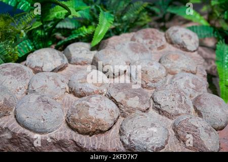 Ancient dinosaur egg fossil close-up Stock Photo