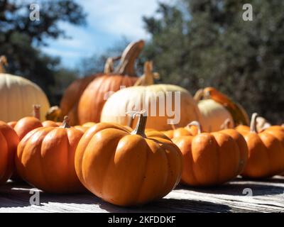 Miniature orange and large white pumpkins on a rustic wood table at a farm in Vanderpool, Texas. Photographed with a shallow depth of field at eye lev Stock Photo