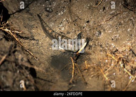 A mudskipper that is spotted on the mud close to nipa palms on the side of Cigenter river in Handeuleum Island, within the area of Ujung Kulon National Park, Pandeglang, Banten, Indonesia. Stock Photo