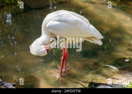 The American white ibis (Eudocimus albus) in water Stock Photo