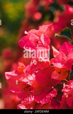 A vertical shot of Bougainvillea flowers wet after a rain Stock Photo