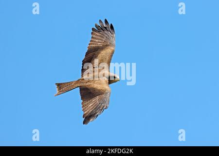 A yellow-billed kite (Milvus aegyptius) in flight against a clear blue sky, South Africa Stock Photo