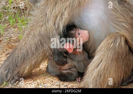 A small baby chacma baboon (Papio hamadryas) with its mother, South Africa Stock Photo