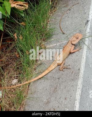 chameleon or yellow iguana in the street. It is a tropical animal Stock Photo