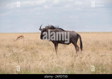Blue Wildebeest in Etosha National Park Namibia Stock Photo