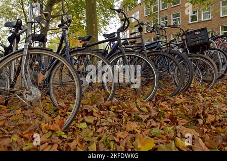 A row of parked bicycles in fallen autumn leaves at a bike parking space in Amsterdam, Netherlands Stock Photo