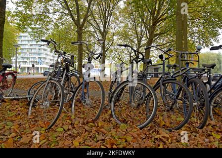 A row of parked bicycles in fallen autumn leaves at a bike parking space in Amsterdam, Netherlands Stock Photo