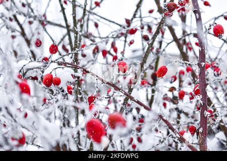 Background with red rose hips covered with snow. Winter postcard. Stock Photo