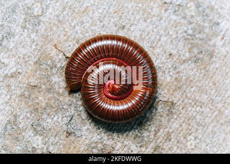 Millipedes is wrapping themselves on the solid stone to protect themselves from danger Stock Photo