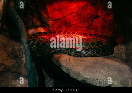 Paraguayan Anaconda on rocks in a terrarium . Stock Photo