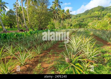 Young pineapple plants growing in a plantation on the tropical island of Rarotonga, Cook Islands Stock Photo