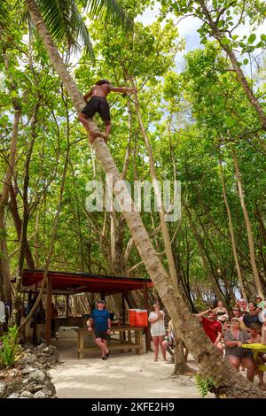 A Polynesian man demonstrating coconut palm climbing for a group of tourists on the island of Rarotonga, Cook Islands Stock Photo
