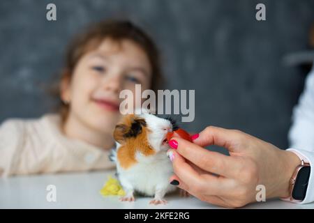 Trichromatic guinea pig sit on table closeup and eat from female hand, selective focus. Happy little girl of kindergarten age blurred on background Stock Photo