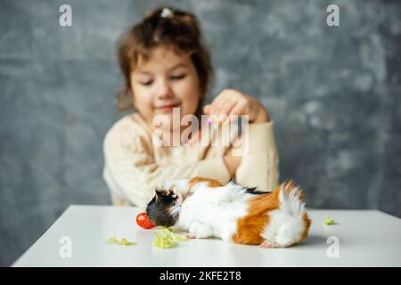 White-orange-black guinea pig sit on table and eat cherry tomato and lettuce, selective focus. Cute little girl of kindergarten age blurred on Stock Photo