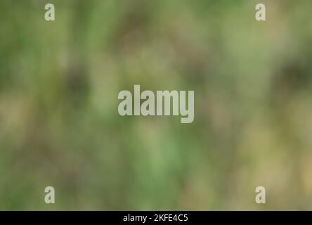 Green and brown blurred bokeh background with colors found in nature. Stock Photo