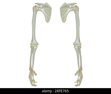 CT SCAN of Upper extremity 3D rendering isolated on white background .Clipping path. Stock Photo