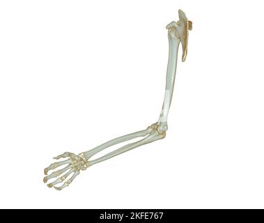 CT SCAN of Upper extremity 3D rendering isolated on white background .Clipping path. Stock Photo