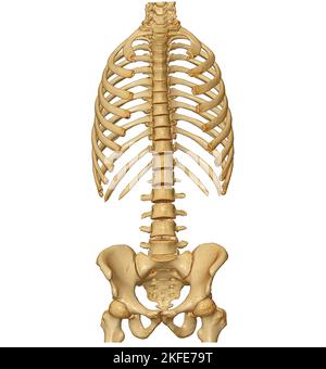 CT scan of Whole spine 3D rendering showing Profile Human Spine. Musculoskeletal System Human Body. Structure Spine. Studying Problem Disease and Trea Stock Photo