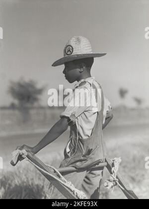 Resting the mules which get too hot when the cotton is high in mid-summer cultivation; King and Anderson Plantation, near Clarksdale, Mississippi Delta, Mississippi, August 1940. Stock Photo