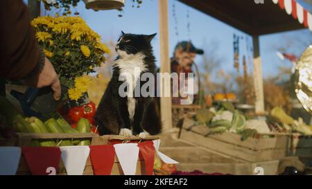 Black and white cat sits on box with tomatoes, smells flowers and enjoys their fragrance, spends time with peoples on farmers market. Stock Photo