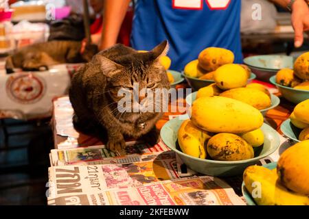 The cat sits on the table near the plates with mangoes. Stock Photo