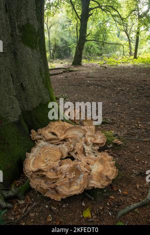 Giant Polypore: Meripulus  giganteus. On Beech tree. Surrey, UK Stock Photo