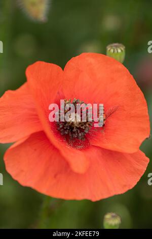 Common Poppy: Papaver rhoeas, Surrey, UK with overfly Stock Photo