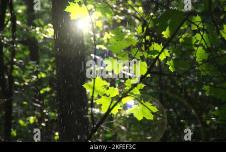 Rain in the forest. Raindrop in morning. Seasonal green leaves with fresh water in natural park. Wet maple trees in natural environment. Concept of na Stock Photo