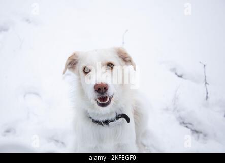 Winter, happy white dog sits on the snow during a walk, looks up. The joy of pets in nature in the winter cold season Stock Photo